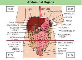 Why the abdomen is divided by an imaginary line of quadrants? Human Anatomy 9 Quadrants Of Abdomen And Organs Novocom Top