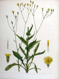 Image result for Crepis urundica