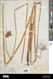 Image result for Schoenoplectus sp.no.1