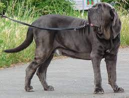 Taking the black panthers out for the first time in the crowded rotterdam panthera and king jordan our black xl american bully ( pitbulls ). Mastino Napoletano Wikipedia