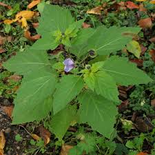 Image result for Nicandra physalodes