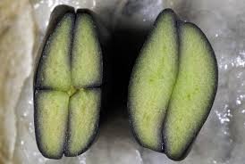 Their flowers, which produce the delicious ice cream beans, are pretty amazing too. Ever Had An Ice Cream Bean For Dessert Kew