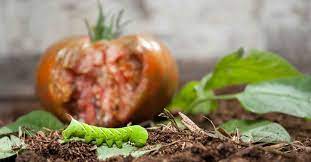 There is also a tomato fruit worm we often find munching the green tomatoes in our garden. How To Control And Prevent Hornworms
