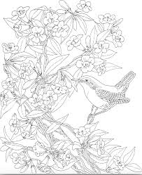 The montana state flower is the bitterroot (lewisia rediviva). Https Www Flandersfamily Info Web Wp Content Uploads 2016 01 Print State Bird Coloring Pages Pdf