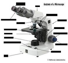 Mitosis (nuclear division) is the most dramatic stage of the cell cycle, corresponding to the separation of daughter chromosomes and usually ending with cell division ( cytokinesis ). Microscope Labeling 1 Diagram Quizlet