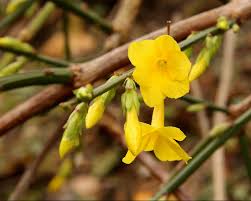 Image result for Jasminum nudiflorum