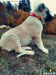 Aracan From Romania Anatolian Shepherd Dog Livestock Guardian Dogs
