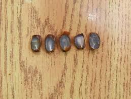 Video Seeds Reveal What S In Store For Ozarks Winter Predicting weather using a persimmon seed. video seeds reveal what s in store for