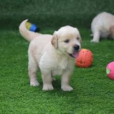 We live on a little farm and spend most of our days socializing with our goldens and beagles. 40 Golden Retriever Puppy Ideas Golden Retriever Puppy Golden Retriever Baby Golden Retriever Photography