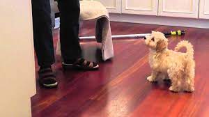 We offer 24 havanese stud dogs located in the following states: Bonnie Our Adorable 3 Month Old Havanese Puppy Does Her Tricks Youtube