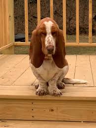 Basset hounds were highly valued for hunting purposes for those who were not wealthy, as their short legs made them ideal for hunting on foot. Cincinnati Oh Basset Hound Meet Molly A Pet For Adoption