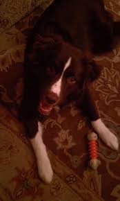 Use a good quality rug underlay. Brian S Rug Care Of Wv Meet Us