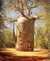 81.11 266.1 flowering plant river flats. In Contrast To The Tallest Tree In The World Post Here Is A Wide And Really Weird Tree In Madagascar Nextfuckinglevel