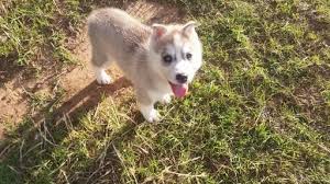 Placitas, new mexico, united states. Siberian Husky Puppy For Sale In Lubbock Tx Adn 36486 On Puppyfinder Com Gender Male Age Husky Puppies For Sale Siberian Husky Puppies For Sale Husky Puppy