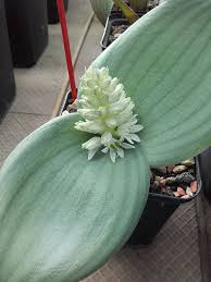 Image result for Holothrix longiflora