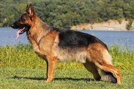 Serious inquiries only text or call for more information. I Will Own A German Shepherd Just Like My Dog Now I Like The Normal Coloring As Well As The All Black Or All German Shepherd Dogs Dangerous Dogs Dog Breeds