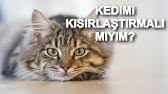 Erkek Ve Disi Kedilerde Kizginlik Donemi Belirtileri Nedir Kac Gun Surer Ilaci Kediler Neden Kokar Youtube