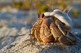 98 Hermit Crab Ideas
