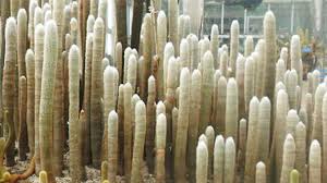It is native to guanajuato and hidalgo in eastern mexico. Old Man Cactus Rayagarden