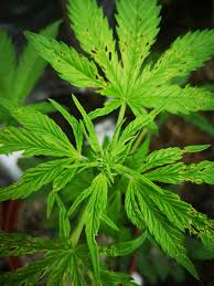 Check spelling or type a new query. Yellow Brown Spots On Top Leaves Guerilla Green Gelato Beginning Of Flower Help Please Grow Question By Supermegadjj Growdiaries