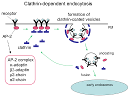 Clathrin is a protein that plays a major role in the formation of coated vesicles. Receptor Mediated Endocytosis Wikipedia