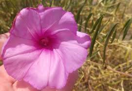 Image result for Ipomoea blepharophylla