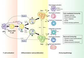 T Helper 1 T Helper 2 Balance And Hmg Coa Reductase Inhibitors In Acute Coronary Syndrome Statins As Immunomo Acute Coronary Syndrome Heart Journal Immunology