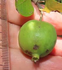 Image result for Catunaregam obovata