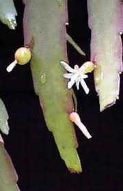 Image result for Rhynchosia pseudoviscosa
