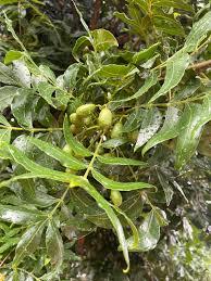 Image result for Terminalia phanerophlebia