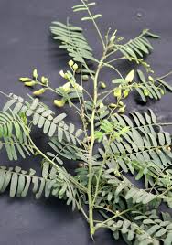 Image result for Sesbania sesban