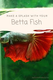 Betta Fish Tank Setup Ideas That Make A Statement Spiffy Pet Products Betta Fish Tank Betta Fish Betta