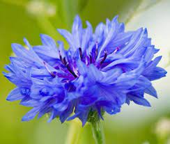 Image Result For Cornflower Blue Blue Flower Wallpaper Pink Flowers Wallpaper Flower Wallpaper