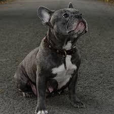 Maybe you would like to learn more about one of these? Home Blue Frenchies Uk