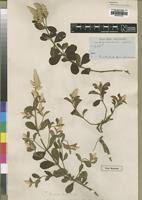 Image result for Pandiaka welwitschii