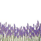 Lavender Clip Art Beautiful Lavender Images And Clip Art Lavessence Lavenderclipart Posters Art Prints Lavender Canvas Art Prints