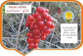 We did not find results for: ØªØ¹Ø±ÙŠÙ Ù…Ø®ØªØµØ± Ø¹Ù† Ù‡Ø¨Ø© Ø§Ù„Ù„Ù‡ Ù„Ù„Ù†Ø¨Ø§ØªØ§Øª ÙˆØ§Ù„Ø£Ø¹Ø´Ø§Ø¨ Ø§Ù„Ø·Ø¨ÙŠØ¹ÙŠØ© ÙÙŠØ³Ø¨ÙˆÙƒ