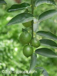 Image result for Citrus × aurantiifolia