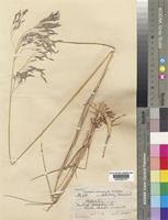 Image result for Eragrostis inamoena