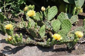 Place your cactus cutting into a suitable container. Canadian Wildlife Federation Cacti Of Canada