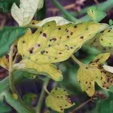 Check spelling or type a new query. Common Plant Disease Better Homes Gardens