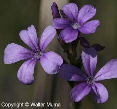 Bluehearts Buchnera Americana Plants Petals Native Plants