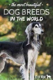 Check spelling or type a new query. The Most Beautiful D The Most Beautiful Dog Breeds In The World Check Out These Gorgeous C Most Beautiful Dog Breeds Beautiful Dog Breeds Most Beautiful Dogs