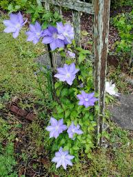 When you are growing a clematis the first thing you have to consider is which plant to choose. Carol Link On Gardening Planting Maintaining Clematis Vines