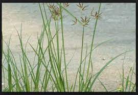 Rahasia Flora Pengertian Rumput Teki Cyperus Rotundus Pembagian Terstruktur Mengenai Dan Morfoologinya House Painting House Design New Homes