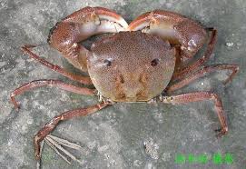 Image result for Hippocratea crenata