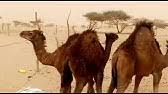 وكيل أول محافظة الحديدة يثمن المواقف الإنسانية المساندة لأبناء تهامة. Share Your Videos With Friends Family And The World