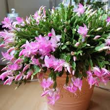 A christmas cactus is one of three popular holiday cacti: Christmas Cactus Vs Thanksgiving Cactus Vs Easter Cactus Sunny Home Gardens