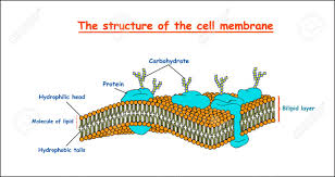 The fluid mosaic model explains the function and structure of a cell membrane. Cell Membrane Structure Education Vector Illustration Royalty Free Cliparts Vectors And Stock Illustration Image 97553340