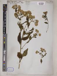 Image result for Eschenbachia